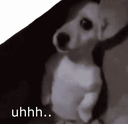 shy_dog Emote