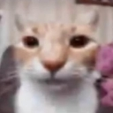 cat_ifear emote
