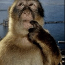 sillymonke_Dot_GG_femboiss Emote