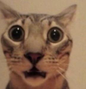 CAR Emote