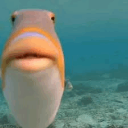 fish Emote
