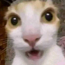 1505surprisedcat emote