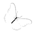 qbutterfly emote
