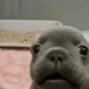 emoji_18 emote