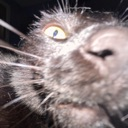 67236catsniff emote