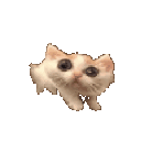 774330catscared emote
