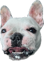 7Ricky Emote