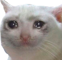 sadcat emote