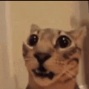 5870d0f2295aee92b56adae051fa3a6a emote