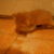 carswim emote