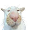 emojigg_cat emote