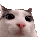 cutecat emote