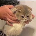 GrumpyKitty Emote