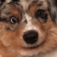 DogSmile emote