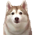 WeirdHusky emote