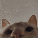 Peekaboo emote