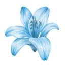 i_blue_flower emote