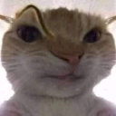 catsus emote