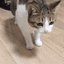 016IRLCat_Fall emote