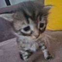 __ Emote