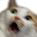 65217catscared emote