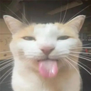 Silly_cat Emote