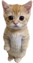 kittyy emote