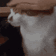 catpat emote