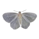 010_butterfly emote