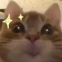 kitty emote
