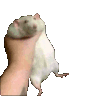 ratgrab emote