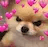 kol_doggo_cute emote