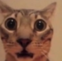 Screenshot20250725233015 Emote