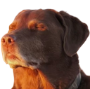 emoji_61 emote