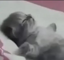 catsleep emote