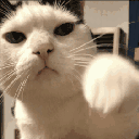 84581catpunch emote