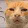 87728huhcat emote