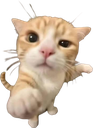 youuu_kitten Emote