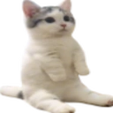 kotich Emote