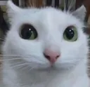 politecat emote