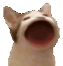 lbc_KittyTalk emote