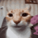 catstare emote