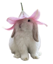 14909cutebunnylilyhat emote