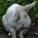 Sad_Bunny emote