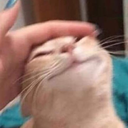 c_catcarinhouwu Emote