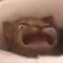 Cat_Cry Emote