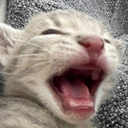 kotik_krichit emote