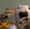 Starring_Animals emote