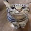 uhh emote