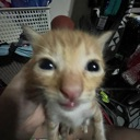 meowmeow Emote